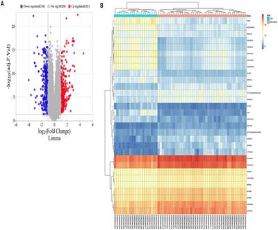 VCAM1: an effective diagnostic marker related to immune cell infiltration in diabetic nephropathy